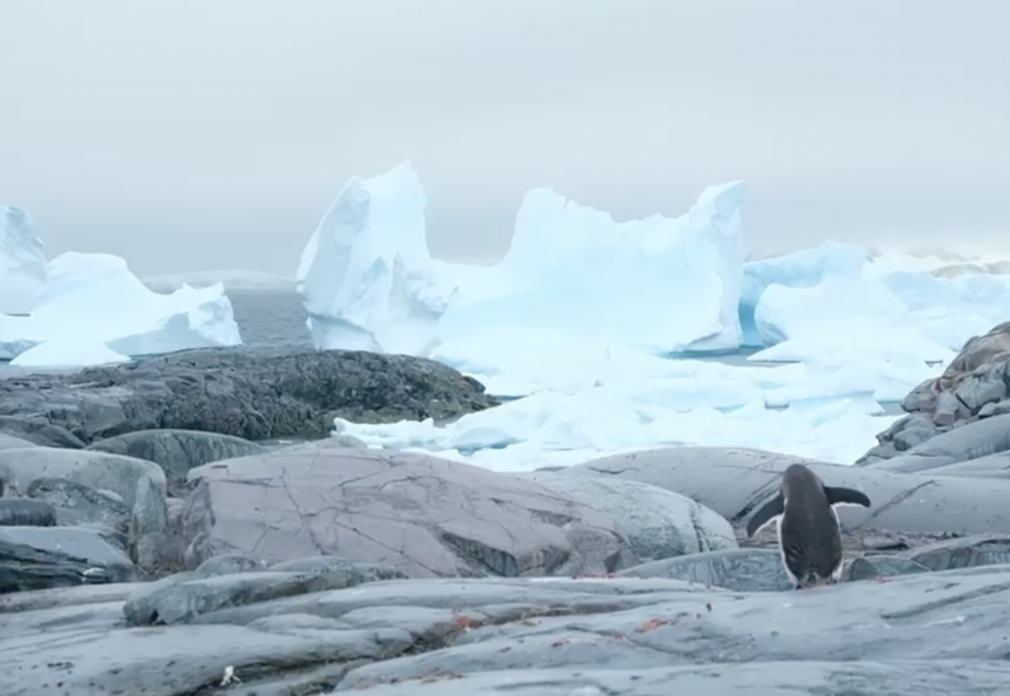 noemie fox trip penguins